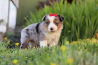 Isla, a female Toy Australian Shepherd for sale in Millersburg, OH – 5 of 7