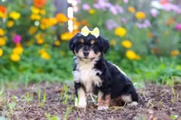 Pumpkin, a female Miniature Aussiedoodle for sale in Millersburg, OH – 5 of 7