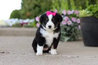 Eliza, a female Miniature Australian Shepherd for sale in Millersburg, OH – 7 of 10