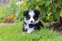 Dylan, a male Toy Australian Shepherd for sale in Millersburg, OH – 3 of 7