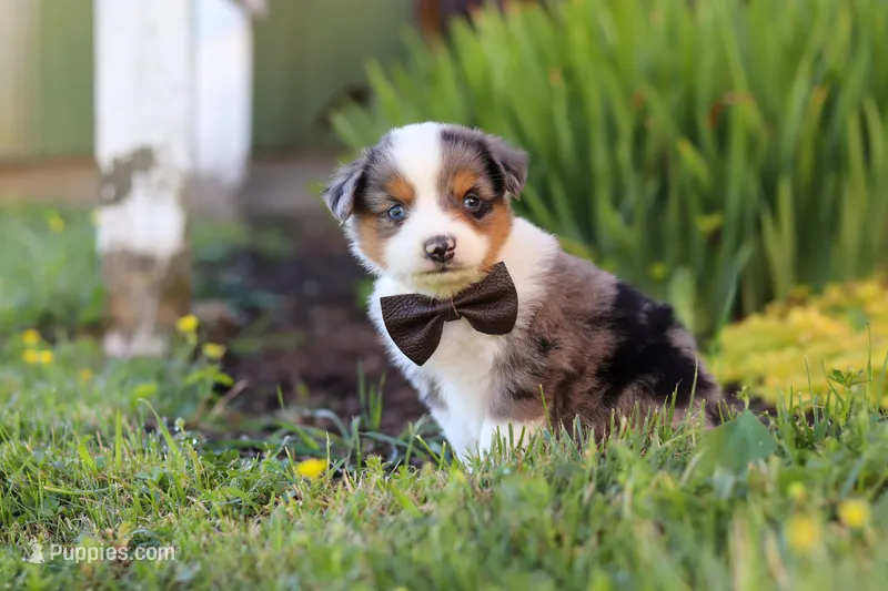 Thomas – Toy Australian Shepherd puppy for sale in Millersburg, OH