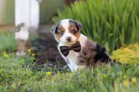 Thomas, a male Toy Australian Shepherd for sale in Millersburg, OH – 1 of 9
