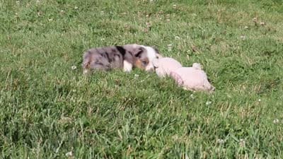 Isla, a female Toy Australian Shepherd for sale in Millersburg, OH – 7 of 7