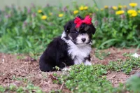 Lily, a female Miniature Aussiedoodle for sale in Millersburg, OH – Photo 4 of 5