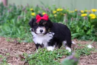 Lily, a female Miniature Aussiedoodle for sale in Millersburg, OH – Photo 2 of 5