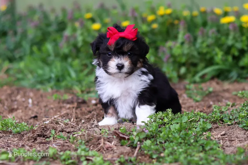 Lily – Miniature Aussiedoodle puppy on hold in Millersburg, OH