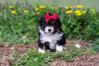 Lily, a female Miniature Aussiedoodle for sale in Millersburg, OH – Photo 5 of 5