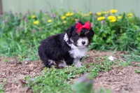 Lily, a female Miniature Aussiedoodle for sale in Millersburg, OH – Photo 3 of 5