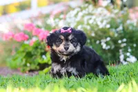 Autumn, a female Miniature Aussiedoodle for sale in Millersburg, OH – 7 of 8