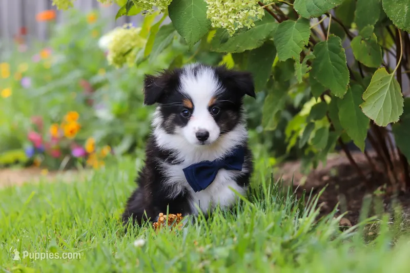 Dylan – Toy Australian Shepherd puppy for sale in Millersburg, OH