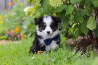 Dylan, a male Toy Australian Shepherd for sale in Millersburg, OH – 1 of 7