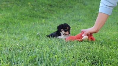 Pumpkin, a female Miniature Aussiedoodle for sale in Millersburg, OH – 7 of 7