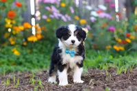 Oakley, a male Miniature Aussiedoodle for sale in Millersburg, OH – 6 of 7