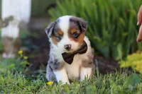 Thomas, a male Toy Australian Shepherd for sale in Millersburg, OH – 2 of 9