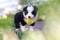 Dylan, a male Toy Australian Shepherd for sale in Millersburg, OH – 6 of 7