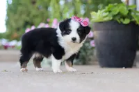 Rory, a female Toy Australian Shepherd for sale in Millersburg, OH – 5 of 8