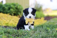 Elliot, a male Toy Australian Shepherd for sale in Millersburg, OH – 7 of 8