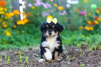 Pumpkin, a female Miniature Aussiedoodle for sale in Millersburg, OH – 6 of 7