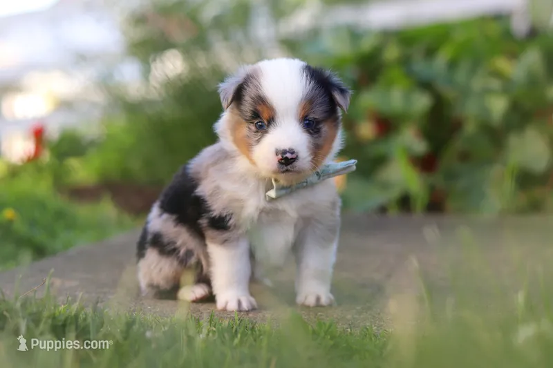 Hugo – Toy Australian Shepherd puppy for sale in Millersburg, OH