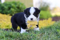 Elliot, a male Toy Australian Shepherd for sale in Millersburg, OH – 3 of 8