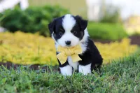 Elliot, a male Toy Australian Shepherd for sale in Millersburg, OH – 4 of 8
