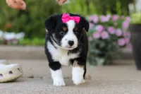 Eliza, a female Miniature Australian Shepherd for sale in Millersburg, OH – 4 of 10