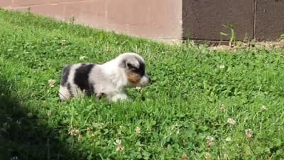 Hugo, a male Toy Australian Shepherd for sale in Millersburg, OH – 10 of 10