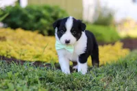 Charles, a male Toy Australian Shepherd for sale in Millersburg, OH – 5 of 10