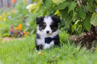 Dylan, a male Toy Australian Shepherd for sale in Millersburg, OH – 4 of 7