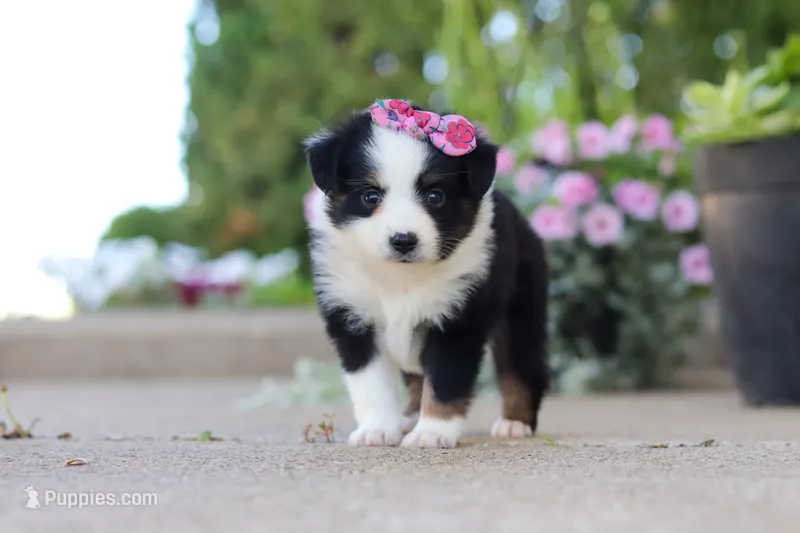 Rory – Toy Australian Shepherd puppy for sale in Millersburg, OH