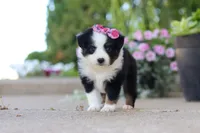 Rory, a female Toy Australian Shepherd for sale in Millersburg, OH – 1 of 8