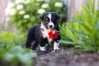 Logan, a male Toy Australian Shepherd for sale in Millersburg, OH – 2 of 8