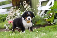 Frankie, a male Miniature Australian Shepherd for sale in Millersburg, OH – 5 of 6