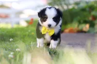 Dylan, a male Toy Australian Shepherd for sale in Millersburg, OH – 4 of 7