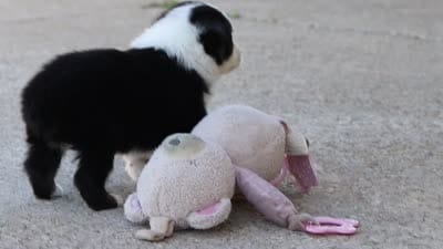 Rory, a female Toy Australian Shepherd for sale in Millersburg, OH – 8 of 8