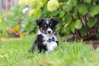 Logan, a male Toy Australian Shepherd for sale in Millersburg, OH – 5 of 6