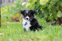 Logan, a male Toy Australian Shepherd for sale in Millersburg, OH – 4 of 6
