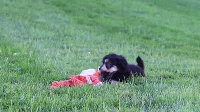 Autumn, a female Miniature Aussiedoodle for sale in Millersburg, OH – 8 of 8
