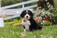 Frankie, a male Miniature Australian Shepherd for sale in Millersburg, OH – 4 of 6