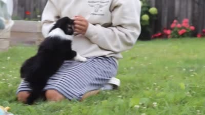 Logan, a male Toy Australian Shepherd for sale in Millersburg, OH – 6 of 6