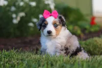 Daisy, a female Miniature Australian Shepherd for sale in Millersburg, OH – 4 of 9