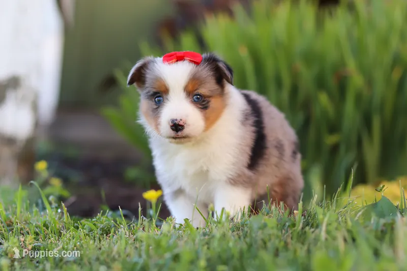 Isla – Toy Australian Shepherd puppy for sale in Millersburg, OH