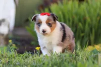 Isla, a female Toy Australian Shepherd for sale in Millersburg, OH – 1 of 7