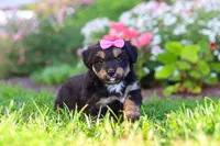 Maple, a female Miniature Aussiedoodle for sale in Millersburg, OH – 8 of 9