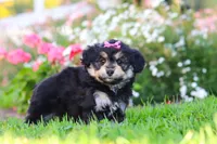 Autumn, a female Miniature Aussiedoodle for sale in Millersburg, OH – 6 of 8