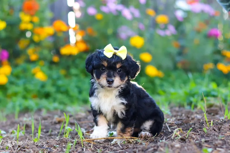 Pumpkin – Miniature Aussiedoodle puppy for sale in Millersburg, OH