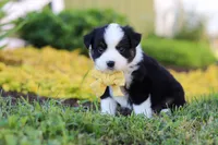Elliot, a male Toy Australian Shepherd for sale in Millersburg, OH – 6 of 8