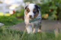 Hugo, a male Toy Australian Shepherd for sale in Millersburg, OH – 8 of 10