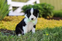 Charles, a male Toy Australian Shepherd for sale in Millersburg, OH – 8 of 10