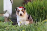 Isla, a female Toy Australian Shepherd for sale in Millersburg, OH – 2 of 7